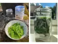 Granskott recept: färska granskott varvas med socker i en glasburk för att göra en sirap.