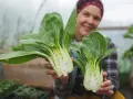 Glad odlare visar upp färsk pak choi i växthus.