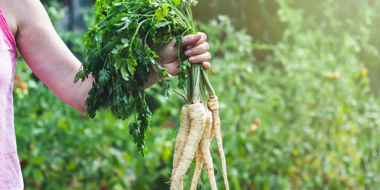 En hand håller en bunt färsk palsternacka med gröna blad, perfekt för ett gott palsternacka recept.