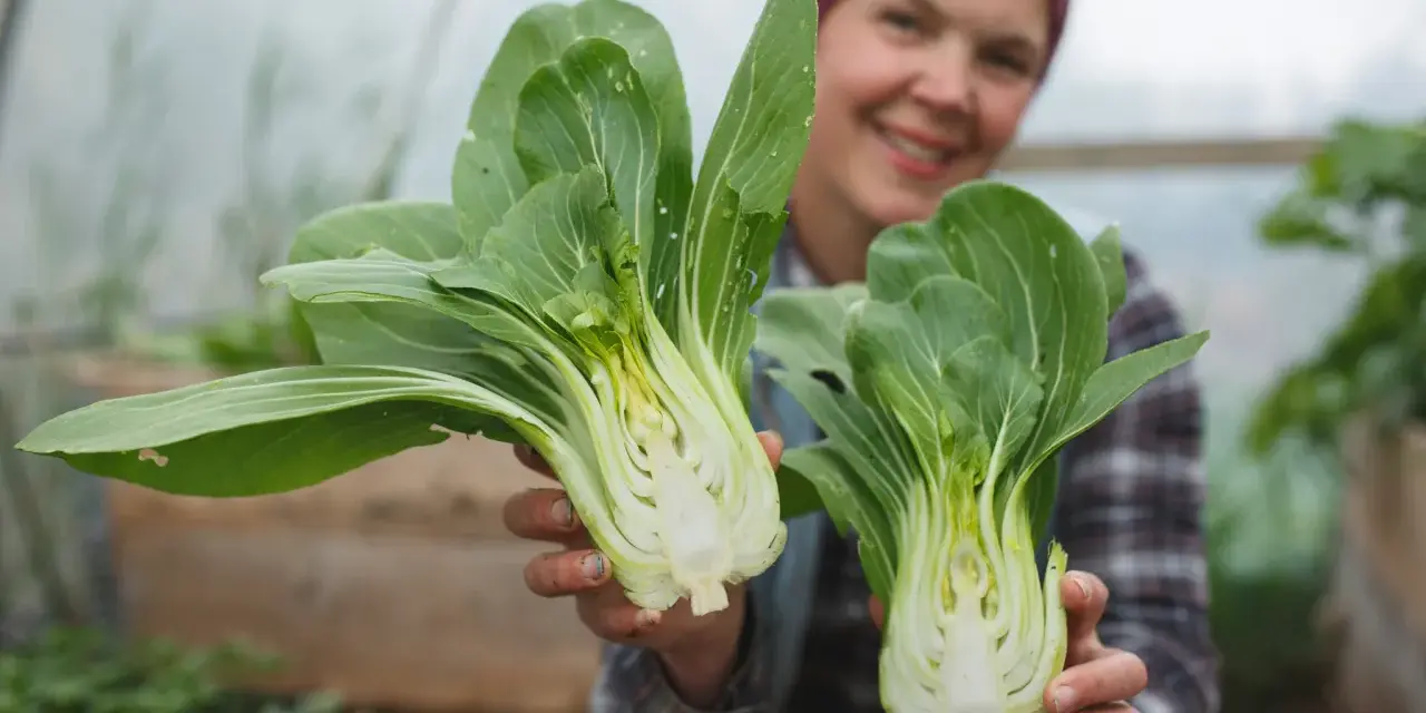 Glad odlare visar upp färsk pak choi i växthus.