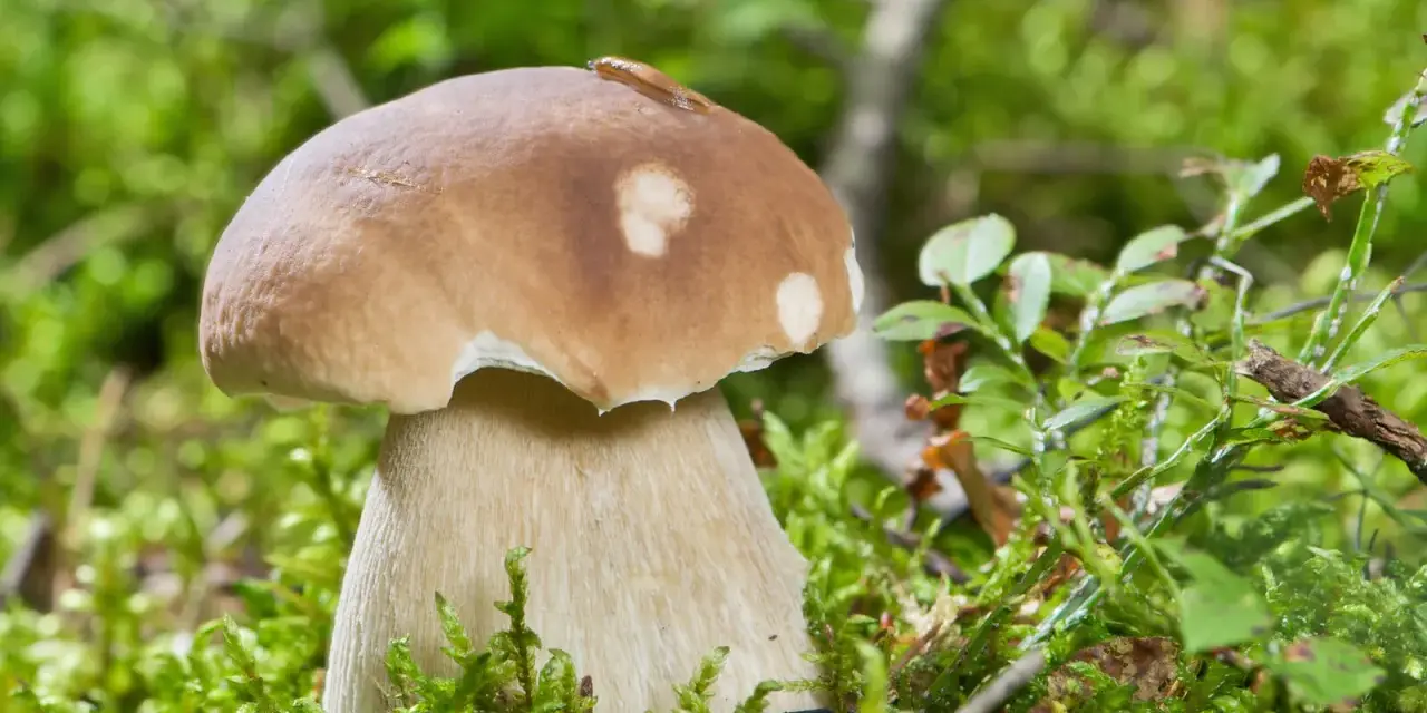 En stor karl johan svamp med en snigel på hatten står i mossig skog.
