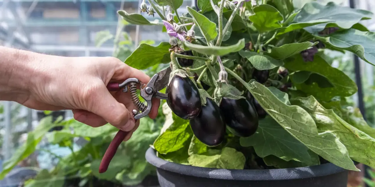 En hand med sekatör skördar mogna auberginer från en planta i växthus. Perfekt för ett läckert aubergine recept!