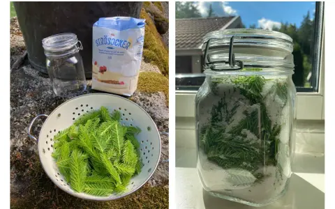 Granskott recept: färska granskott varvas med socker i en glasburk för att göra en sirap.