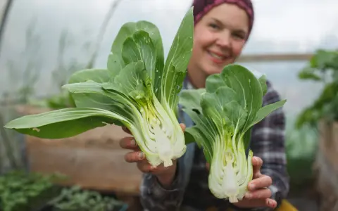 Glad odlare visar upp färsk pak choi i växthus.