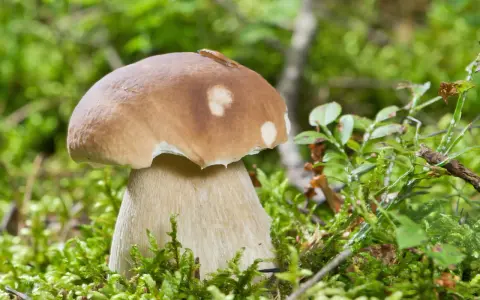 En stor karl johan svamp med en snigel på hatten står i mossig skog.