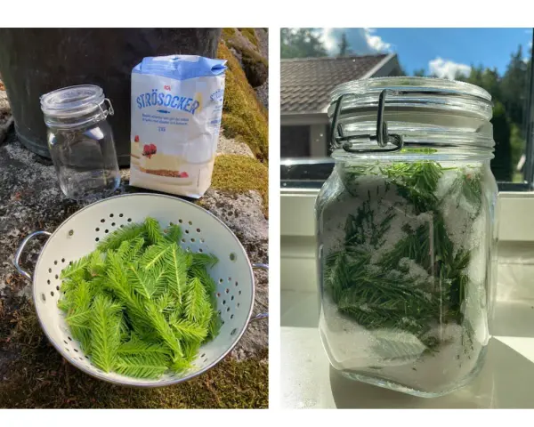 Granskott recept: färska granskott varvas med socker i en glasburk för att göra en sirap.