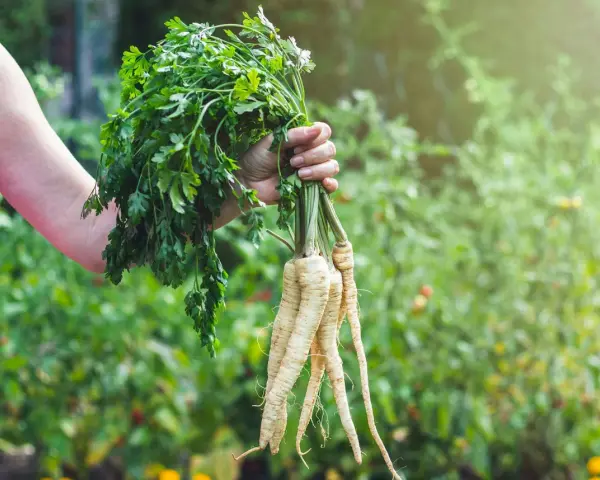 En hand håller en bunt färsk palsternacka med gröna blad, perfekt för ett gott palsternacka recept.