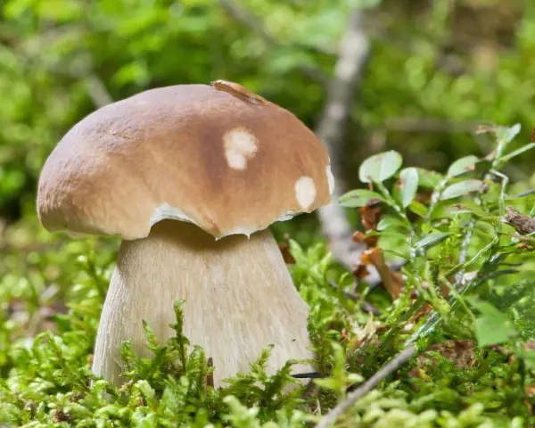 En stor karl johan svamp med en snigel på hatten står i mossig skog.