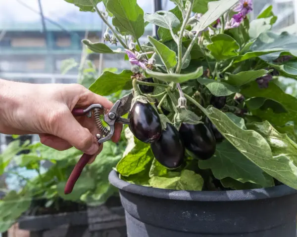 En hand med sekatör skördar mogna auberginer från en planta i växthus. Perfekt för ett läckert aubergine recept!