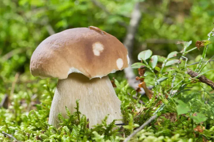 En stor karl johan svamp med en snigel på hatten står i mossig skog.