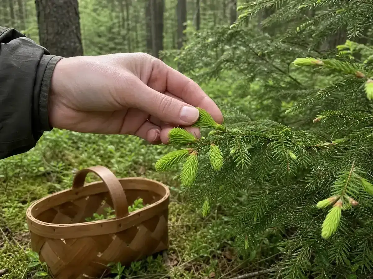 Plockar späda granskott i skogen för ett gott granskott recept. En korg väntar.
