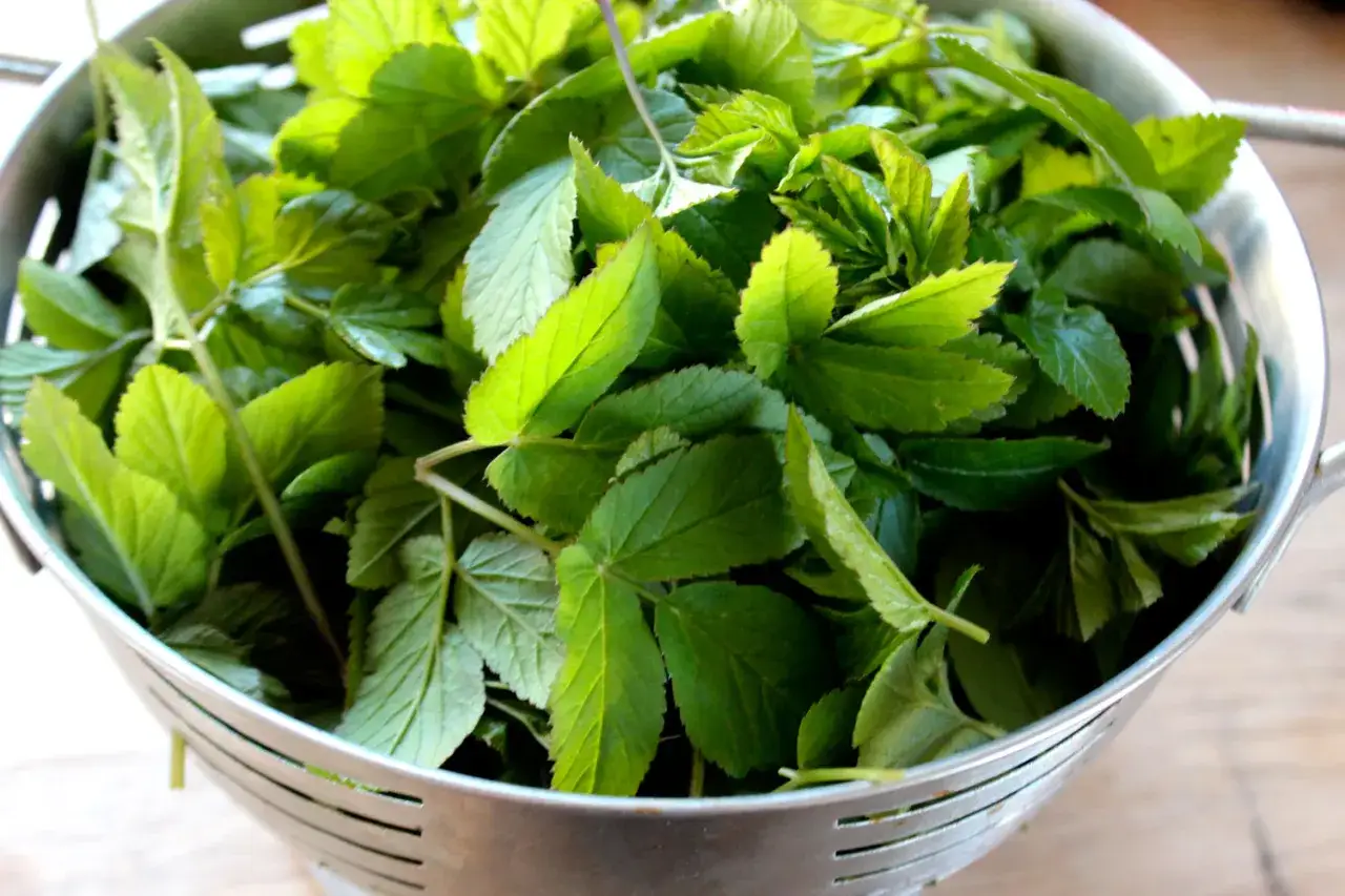 En sil med färsk kirskål, redo för ett gott kirskål recept.