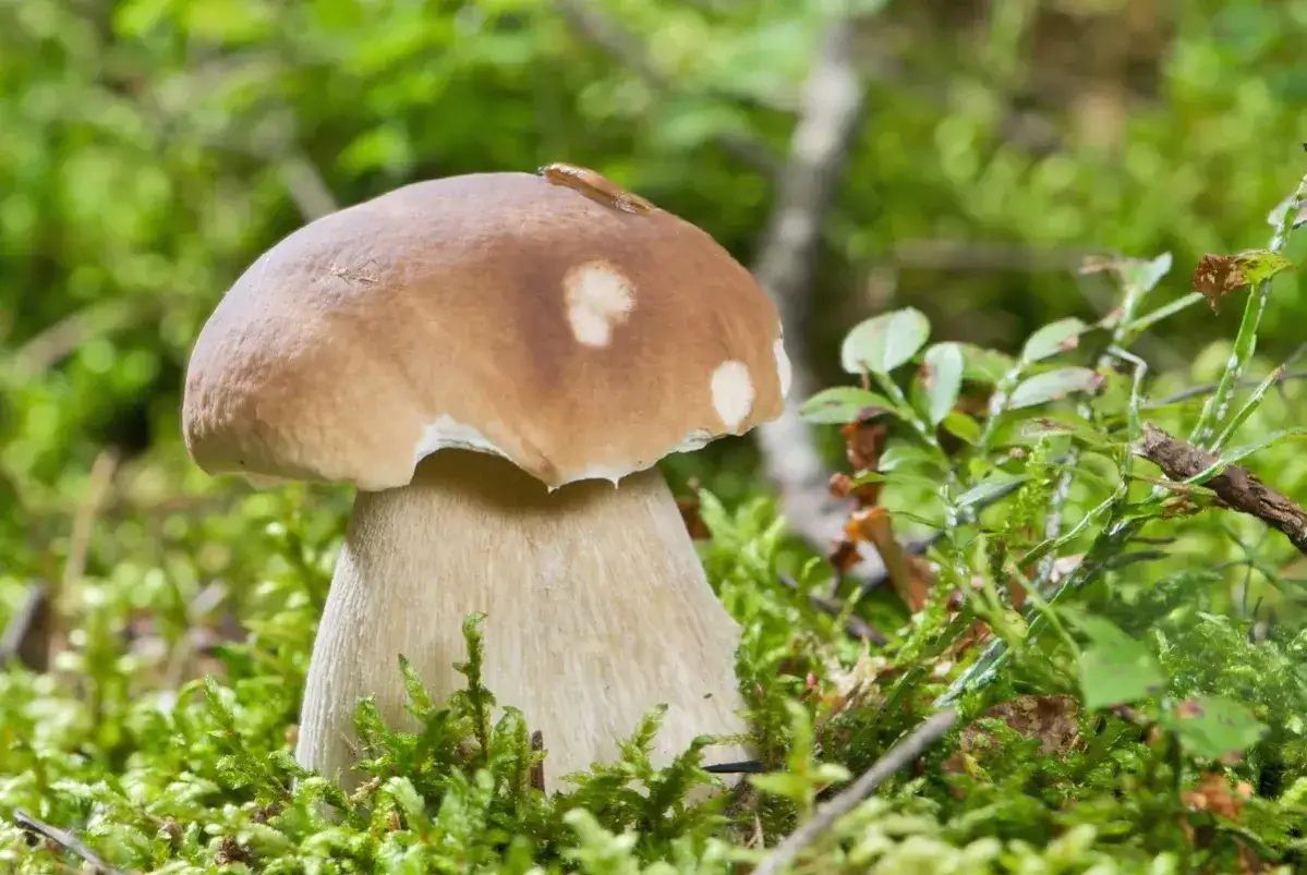 En stor karl johan svamp med en snigel på hatten, omgiven av mossa och lingonris i skogen.